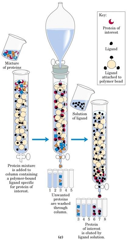 Kísérleti eredmények Replikázok keresése: Ligázokból in vitro evolúcióval replikáz SZELEKCIÓ SZINTÉZIS v.