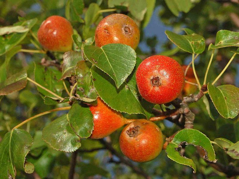 Szemelvények a körte (Pyrus communis L.) taxonómiai vonatkozásaihoz 8. ábra Pyrus pyraster (L.) Rothm. (https://commons.wikimedia.org/wiki/file:rosaceae_-_pyrus_pyraster_- _Perastro.