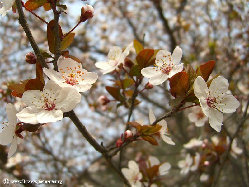 Szemelvények a körte (Pyrus communis L.) taxonómiai vonatkozásaihoz 13. ábra Pyrus betulifolia Bunge. (nyírlevelű körte) (http://www.flowerspictures.org/white-flower/pictures_18.