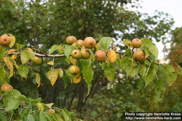 1987). 14. ábra Pyrus pyrifolia (sinensis, serotine) (https://www.123rf.