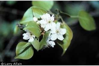 Szemelvények a körte (Pyrus communis L.) taxonómiai vonatkozásaihoz 1.ábra Pyrus communis L. (https://plants.usda.gov/core/profile?symbol=pyco) Figure 1 Pyrus communis L.