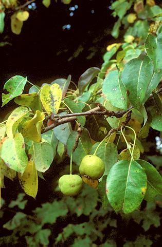 Iváncsics J. Varga J. 2. ábra Pyrus magyarica Terpó (fotó: Seregélyes Tibor, http://enfo.agt.bme.hu/drupal/node/1784) Figure 2 Pyrus magyarica Terpó. Pyrus nivalis Jacq.