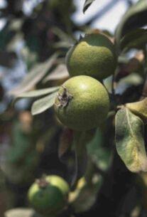 Szemelvények a körte (Pyrus communis L.) taxonómiai vonatkozásaihoz (3. ábra). Hegyalján, Gyöngyös és Visegrád térségében, Budai-hegységben, továbbá a Dunántúl nyugati részén terjedt el.