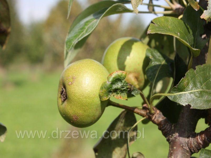 Iváncsics J. Varga J. 4. ábra Pyrus austriaca (fekete körte vagy sózó körte) (http://www.drzewa.com.pl/5023-grusza-austriacka-pyrus-austriaca-akern-.