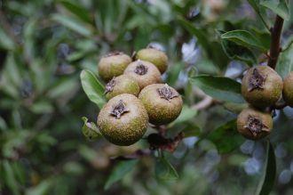 Szemelvények a körte (Pyrus communis L.