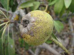 ábra Pyrus amygdaliformis Vill. (https://davisla.
