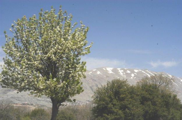 com/category/almondleaved-pear/) Figure 5 Pyrus