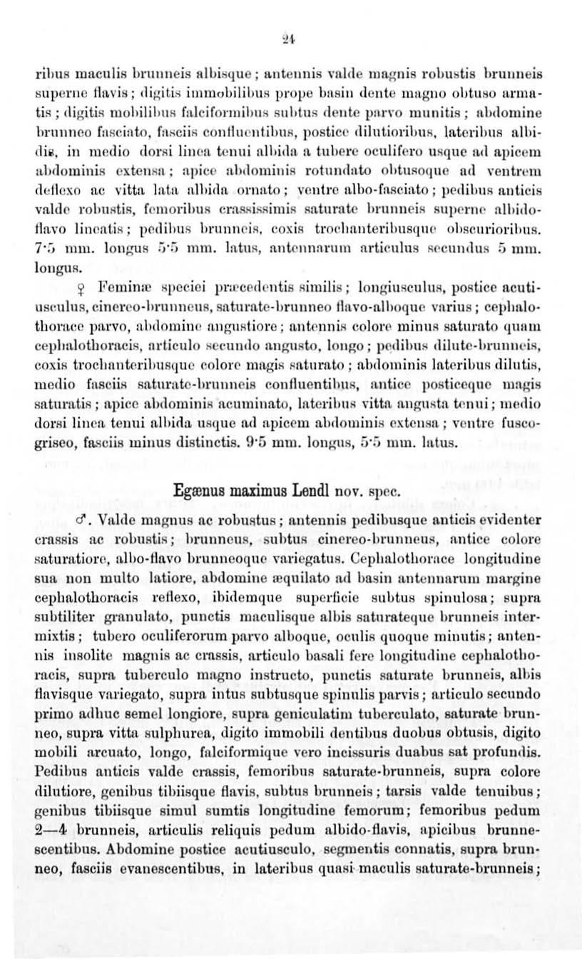 rihur mnculis bnt1111eis nl bisque; tlntcnnis vnlcle magnis ro hu tis hrunueis supcrne lln.vis; cligitis immobiliints prope bnsitt don to magno oljtltso armntis; digitis mohilil nts fn.