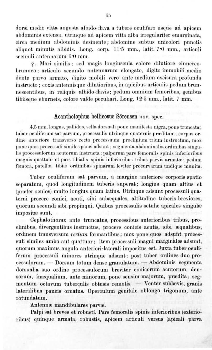 dorsi m<'cl io vitt1t n.ngnhtn. albido lln.va 1t tuhere oculifero usqu e nd n.picem ubdomin is cxtensn. utrinquc aci n.piccm \'itln, nlbn irregulftritet emnrginatn.