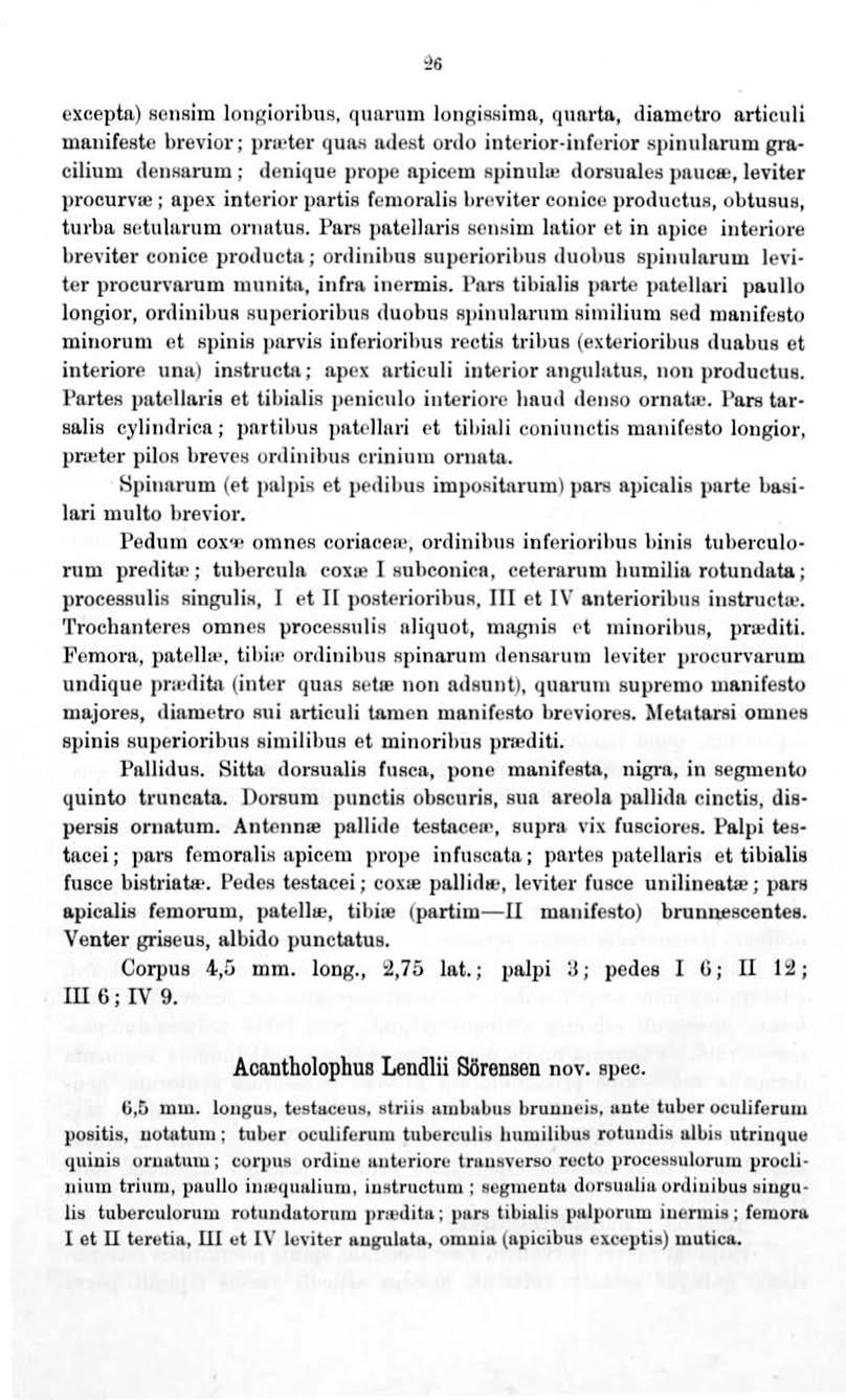 cxcepta) sensim lon,::ioribus, qunrum longissima, qunrtn, diamctro articuli mnuifestc brevior ; prmter q una ndest ordo intcrior-infcrior spinularum gmcilium densarum ; denique prope npicem spi nuhe