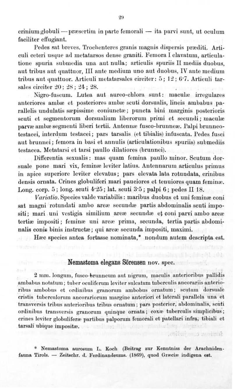2!1 crinium globuli - prtcsertim in parte femomli - ita. pan i sunt, ut ocul um fttcili ter efl'ugin.n t. Pedes 1mt brc\ es. 'l'rochontercs gr1t11ia magnia dispersis prrediti.
