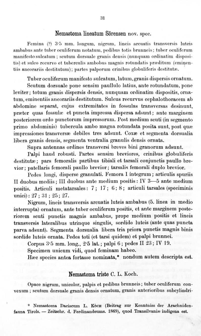 31 Nemaatoma lineatum Sörensen nov. spec. F eminrt (?} 3 5 mm. lougnm. nigrn m, lio cis nrcurttis tmusversis tuteis rtmhn.