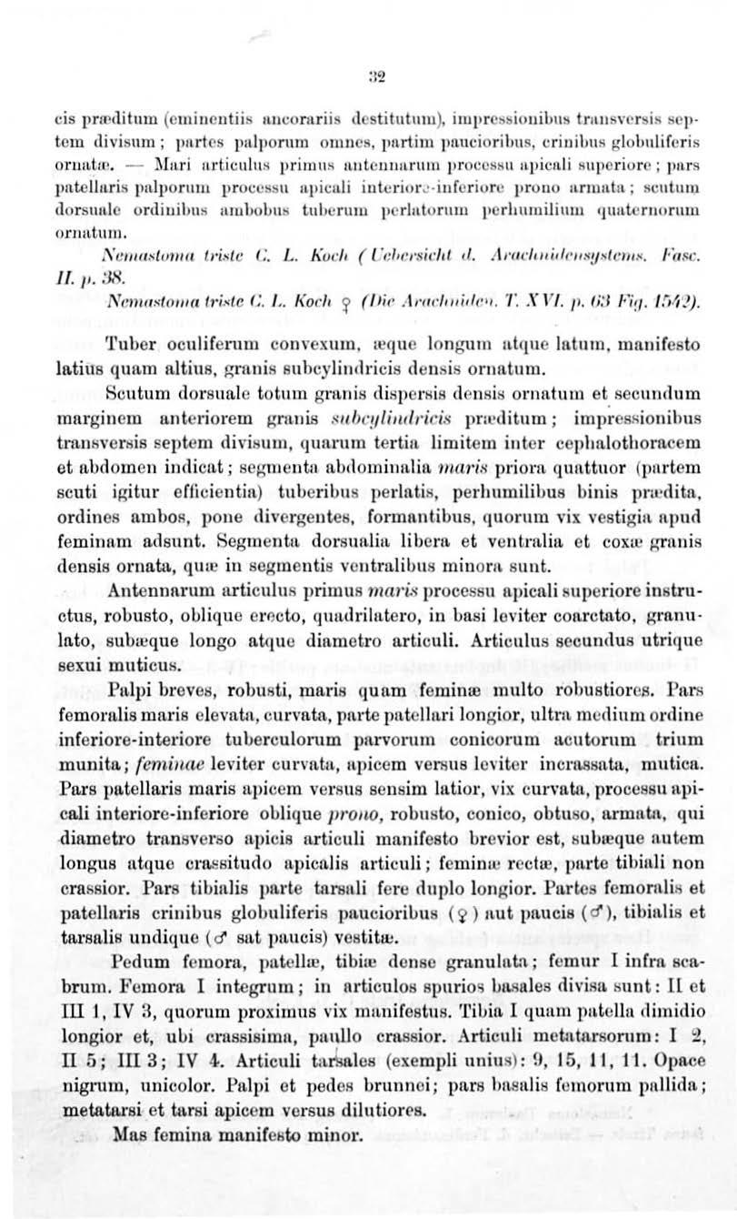 cis prtrditum (cmincntiib nncomriis llcstitutum), irup rc~~iouibm; trnn svc rs i ~>!>Cp tem divisum; pnrt('s palporum omncs, pnrtim pnuciorilms, crinilms glolmlifcris orwlbp.