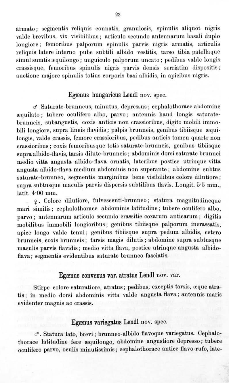 ntmn,to; segmentis reliquis connntis, grn,nulosis, spinulis nliquot mgn s valde brevibus, vix visibilibus; articulo secundo antennarum basali duplo longiore ; ferooribus palporum spiuulis parvis