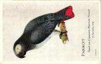 22801. Parrot.