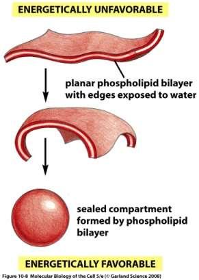 Lipid vesiculák.