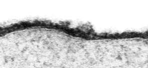 Ez a szénhidrátokban gazdag külső réteg a glycocalyx. Fiziológiai jelentősége még nem eléggé tisztázott (a sejtfelszín védelme? Antigénszerep?