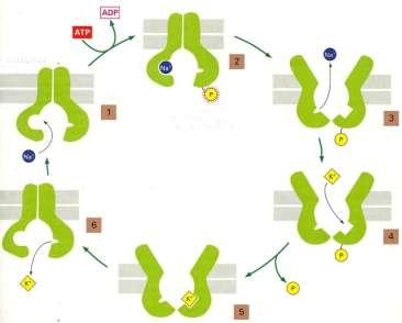 3 Na + a sejtből ki, 2 K + be, mindkettő a saját koncentrációgrádiense ellen, ATP-hasításból származó energiával. ABC transzporter: a sejtből kifelé pumpál molekulákat 2 ATP segítségével.