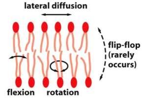 A lipid kettősréteg tulajdonságai: Diffúziós gát: Barrier a folyamatos hidrofób réteg miatt hidrofil molekulák (kisebb-nagyobb poláris molekulák) és ionok számára.