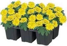 cseréppel együtt: 30 cm Cserép átmérője: 10,5 cm Piros / rózsaszín / fehér / sárga színekben