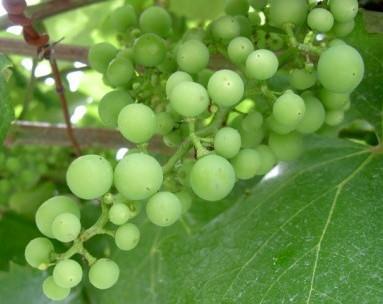 Szőlő növényvédelmi előrejelzés (2018.06.21.) AZ EZERJÓ HAZÁJA Fürtzáródás előtt van a szőlő, jó két héttel előbbre tart az ilyenkor megszokotthoz képest.