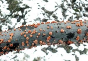 Anna Bielenin szerint a szomszéd ültetvényben levő fa egyetlen nagy sebén 300 ezer aszkospórát is képezhet, amelyek 2 évig megtartják csírázó képességüket.