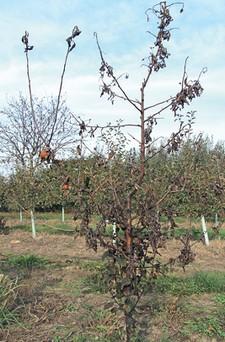 A tűzelhalás (Erwinia amylovora) főleg az almatermésűeket, de a csonthéjasokat és a málnát is megfertőzheti.