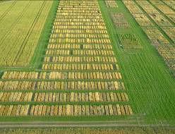 17. ábra Klaszteranalízis. A szemtermés, az érzékenységi mutató és a szárazságtűrési tesztek eredményeinek csoportosítása (Szeged, 2004) Jelmagyarázat: 1. S (érzékenységi mutató), 2. szemtermés, 3.