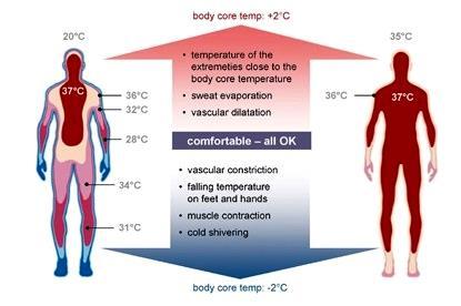 TERMIKUS KOMFORT A testen belül a közel állandó hőmérsékletű TESTMAG és a szervezet perifériás