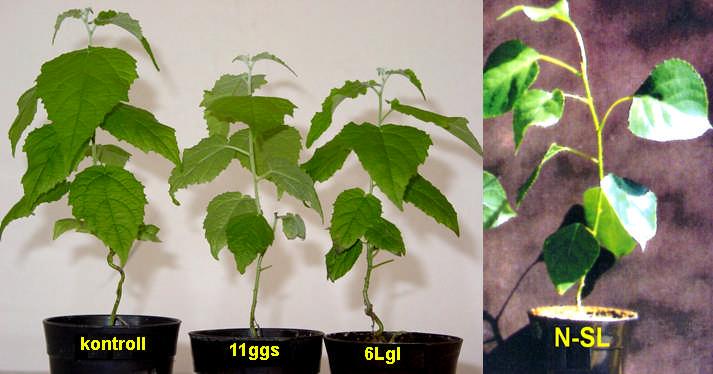4 2. Anyag és módszer Növényanyag A vizsgálatokhoz a szürkenyárhibrid (Populus tremula Populus alba = Populus canescens) géntechnológiával módosított klónjait alkalmaztuk (INRA No.