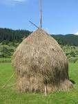 Szerves porok