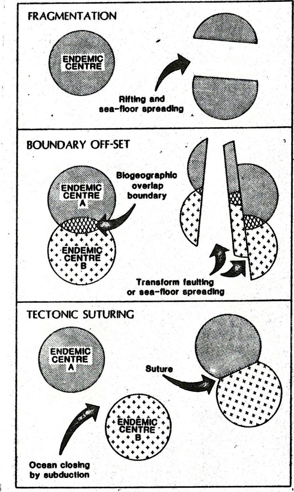 Effects of plate tectonic changes /fragmentation, transcurrent faulting, collision/ on the
