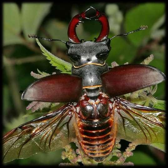 A nagy szarvasbogár egy közismert európai rovarfaj, a kontinens legtermetesebb bogara.