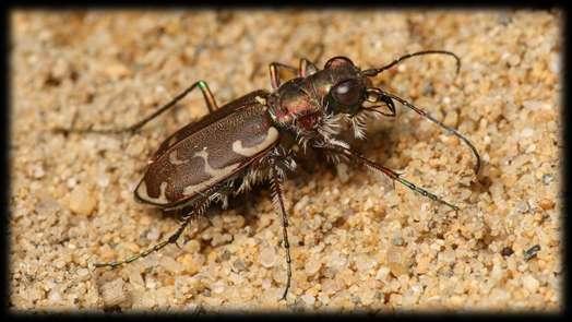 A futrinkabogár A futrinkafélék, vagy futóbogárfélék,) a rovarok osztályában a ragadozó