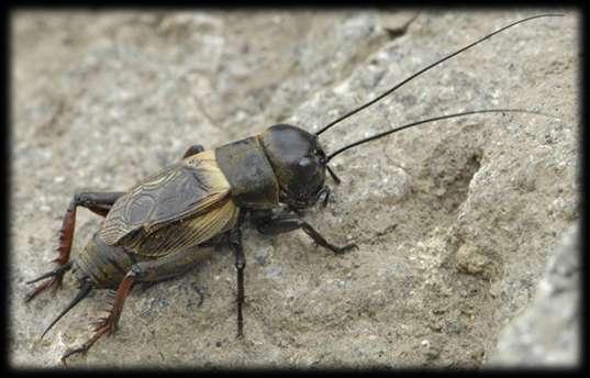 A tücsök A mezei tücsök (Gryllus campestris) az ízeltlábúak törzsének, a rovarok