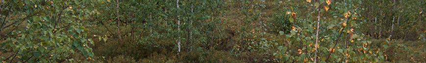 következtében a Sphagnum-mal való borítottság nőtt (NAGY ET AL. 1999).