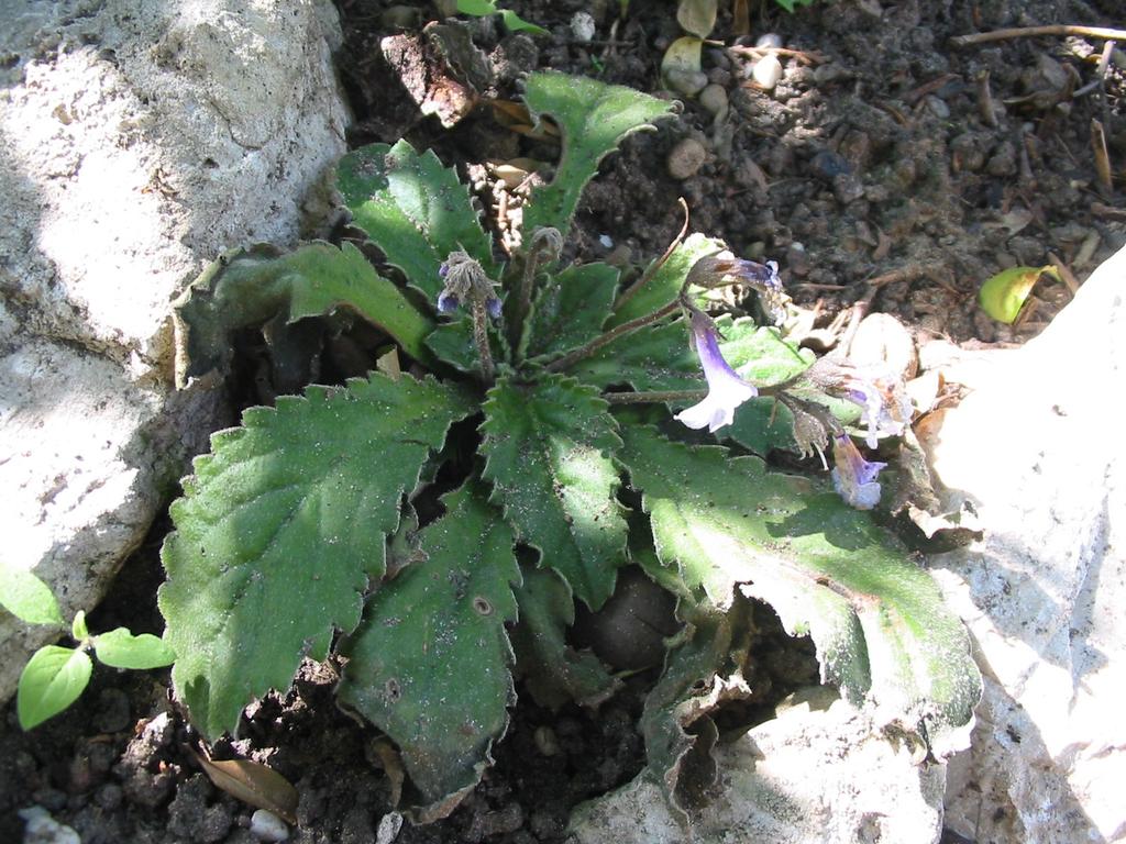 fajok, magasabbrendűek közül: Empetrum nigrum ssp. hermaphroditum, Salix lapponum, Eriophorum scheuchzeri, Juniperus communis ssp. nana, Salix herbacea, Festuca ovina. 6. ábra.