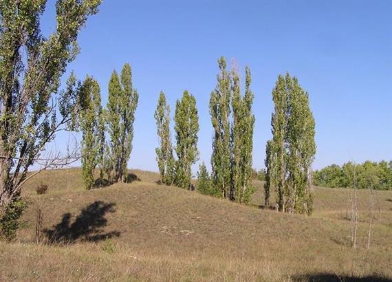 72. ábra Növényzettel fedett homokbucka Fülöpháza térségében. (Forrás: http://sightseeingwithndru.blogspot.
