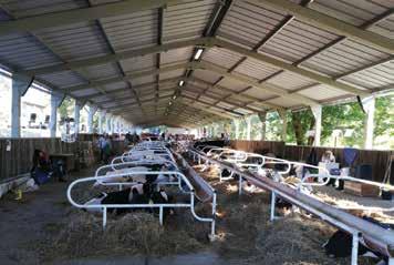 Ebben az évben 13 tenyészetből 30 holstein-fríz tenyészállat érkezett Kaposvárra. A rendszeresen kiállítók mellett idén is köszönthettünk új tenyészetet. A Taxbi Kft.