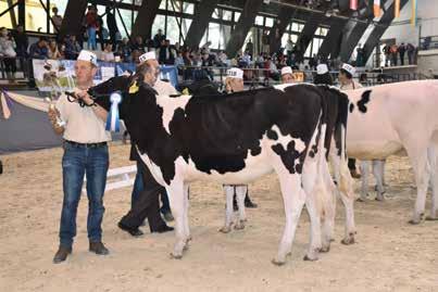 EGYESÜLETI ÉLET Holstein-fríz szűz üsző II.
