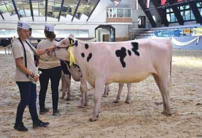 Go-Farm Royal Eudon Tenyésztő és tulajdonos: Makói Hagymakertész Kft.