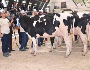 EGYESÜLETI ÉLET Holstein-fríz első laktációs tehén IV.