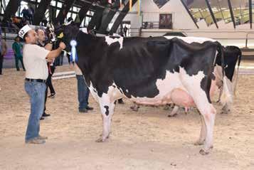 Bryant-ET Tenyésztő és tulajdonos: Bos-Frucht Agrárszövetkezet, Kazsok Holstein-fríz
