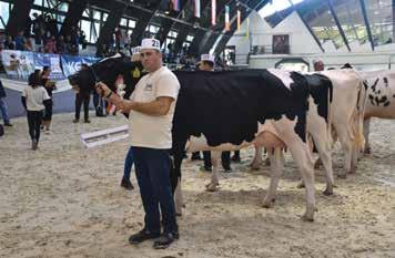 SHOTTLE-ET Tenyésztő és tulajdonos: Cseprekál István, Ráckeresztúr Második helyezettje: a