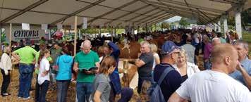 ország ringjébe. Regionális show révén nem többnapos rendezvényről volt szó, egy jó hangulatú, bensőséges, a városka központjában lebonyolított kiállítás és vásár keretein belül zajlott a bírálat.