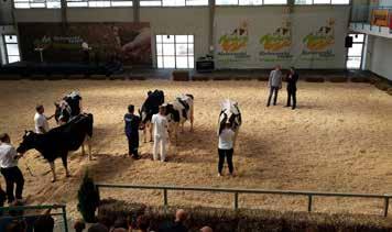 EGYESÜLETI ÉLET A Senior kategóriát már csak öt egyed képviselte, amelynek győztese Az ötödikes, rendkívül fiatalos Grand Champion tehén már a laktációja