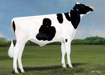 ROBUST TPI 2859 NM$ 1028 Alta Genetics