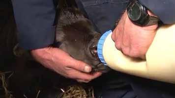 Az alábbi kísérletben (Laursen et Sloth, 2009) erre keresték a választ. 8 kazettában helyeztek el kolosztrumot a vízfürdőben és bizonyos időközökben megvizsgálták az összcsíraszámot.