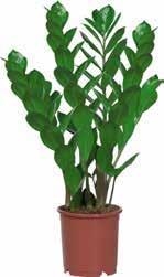 Cserép átmérője: 21 cm Ficus / Dracéna / Yukka / Sugárarália 3 999Ft 95