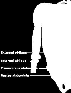 obliquus externus abdominalis) (F): törts fordítása o egyenes (m.